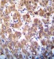 ApoC2 Antibody (Center)